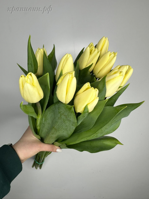 тюльпан фан фо ту