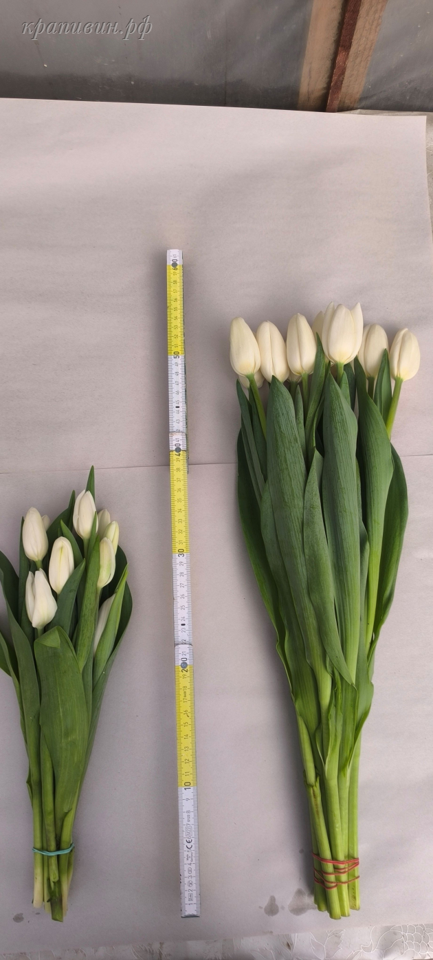 сноуборд тюльпан