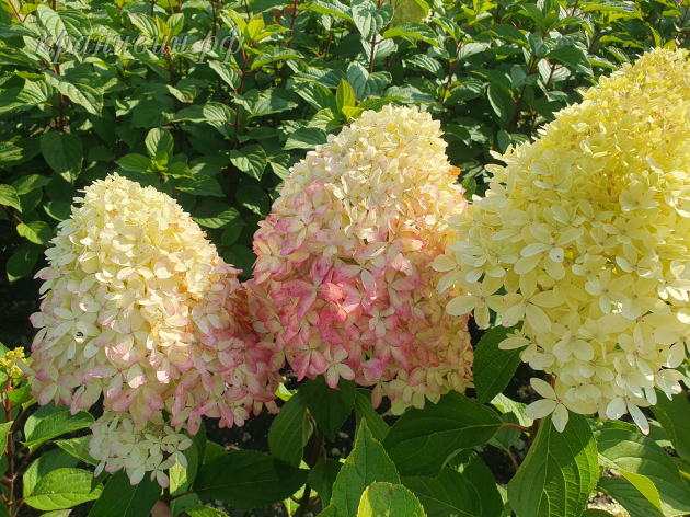 рояль флауэр гортензия описание фото