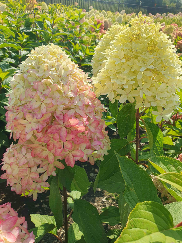 роял флауер гортензия