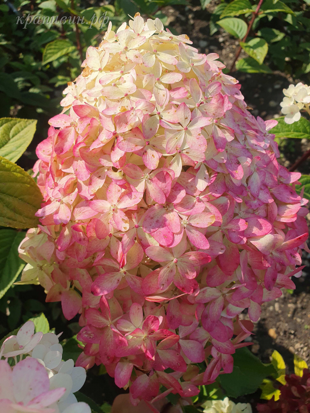 рояль флауэр гортензия описание фото