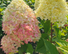 роял флауер гортензия