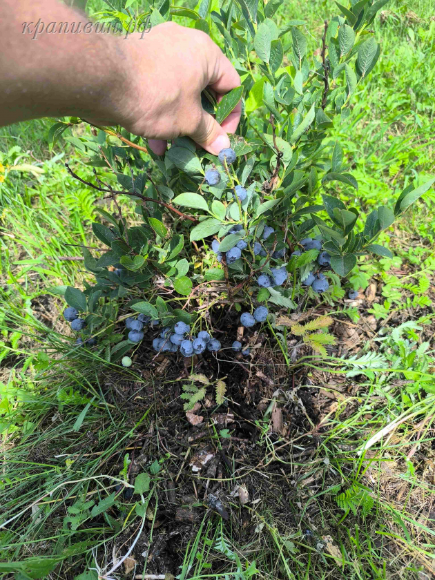 голубика блюголд
