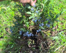 голубика блюголд