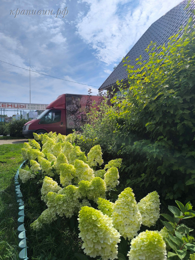 гортензия меджикал мунлайт