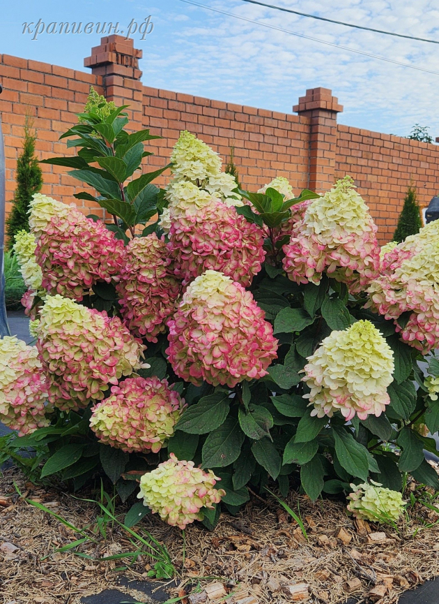 колорфул коктейль гортензия метельчатая