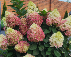 колорфул коктейль гортензия метельчатая