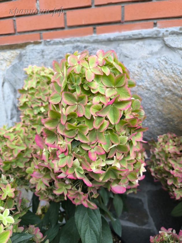 мелаллика гортензия