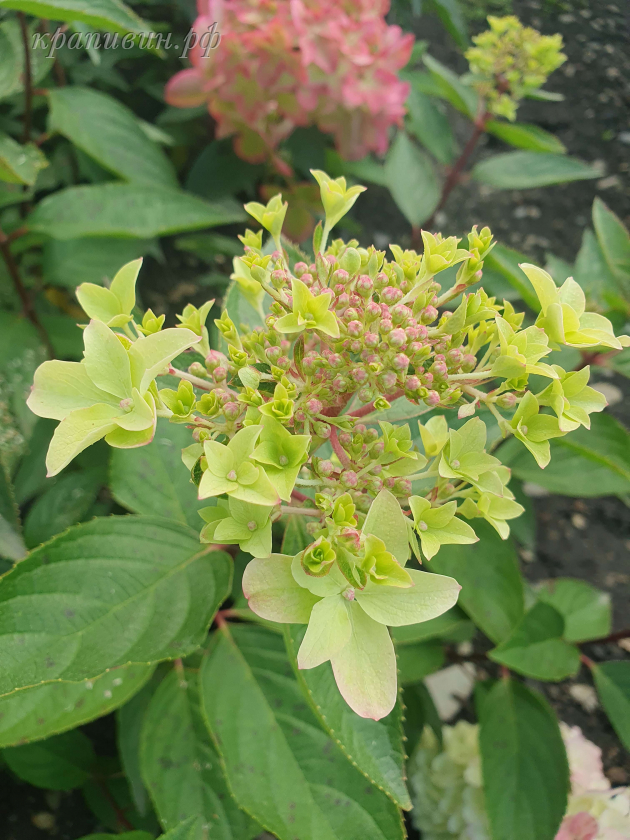 гортензия металлика фото