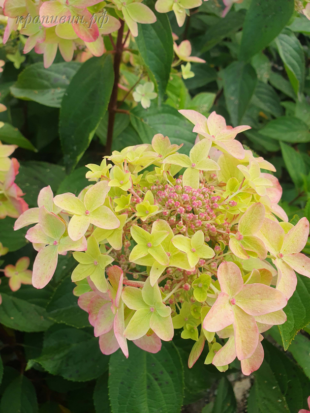 гортензия металлика купить