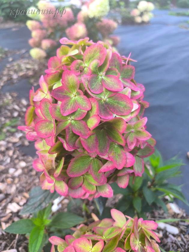 гортензия металлик