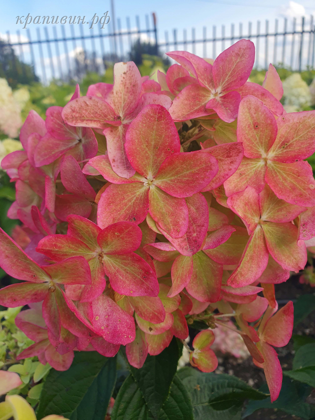 металлика гортензия купить