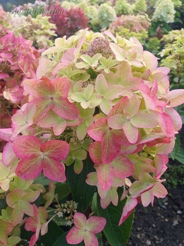 гортензия металлика видео