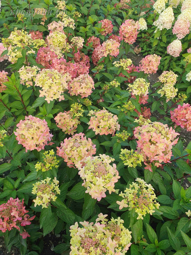 металлика гортензия описание и фото