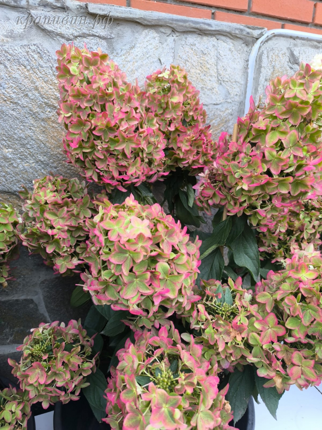 металлика гортензия описание