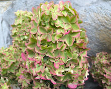 мелаллика гортензия