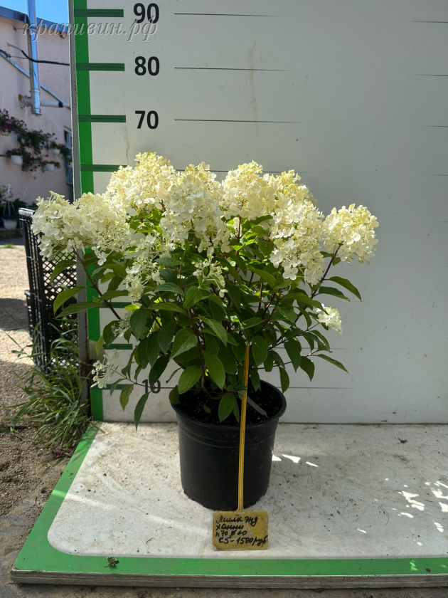 милк энд хани гортензия метельчатая фото и описание сорта