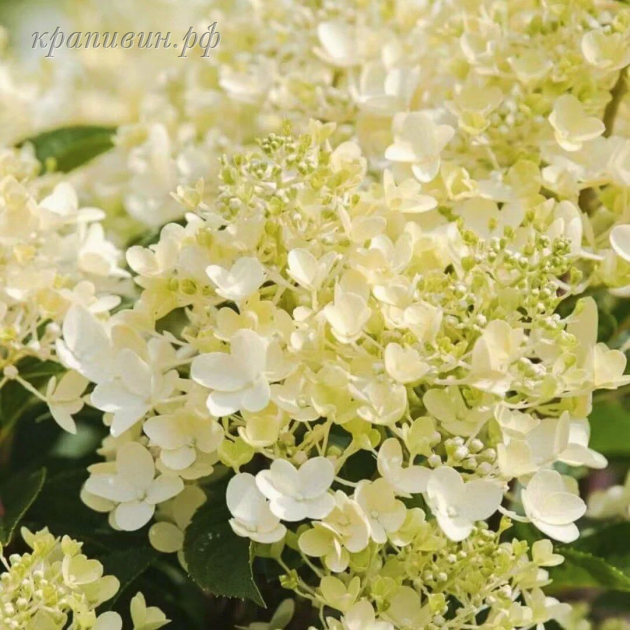 гортензия милк энд хани