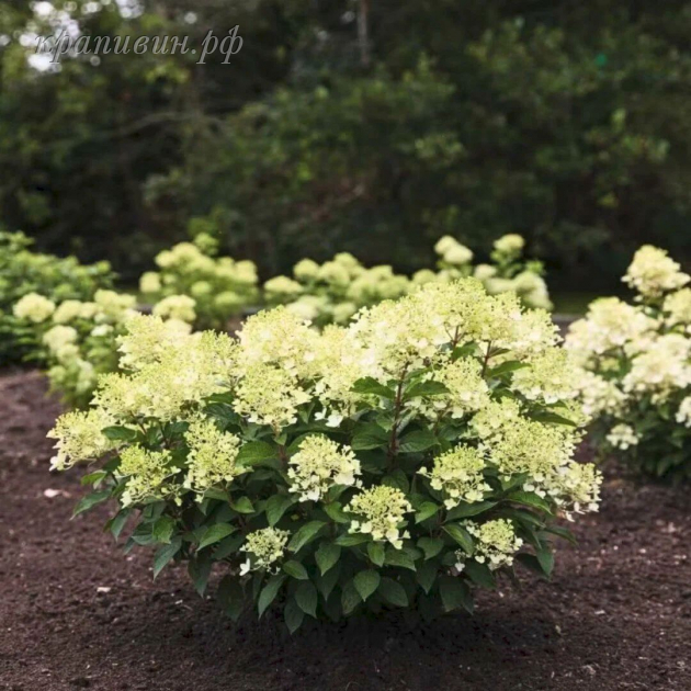 милк энд хани гортензия