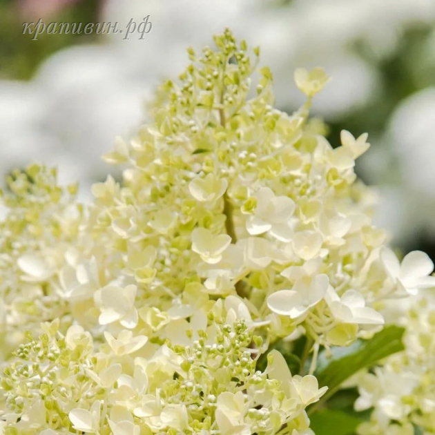 милк энд хани гортензия отзывы