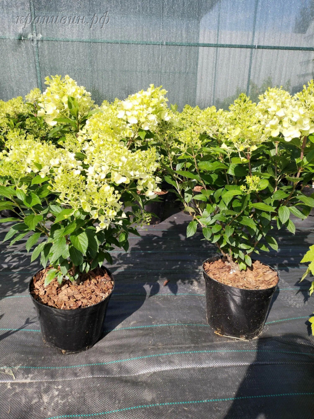 милк энд хани гортензия метельчатая