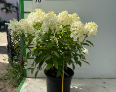 милк энд хани гортензия метельчатая фото и описание сорта