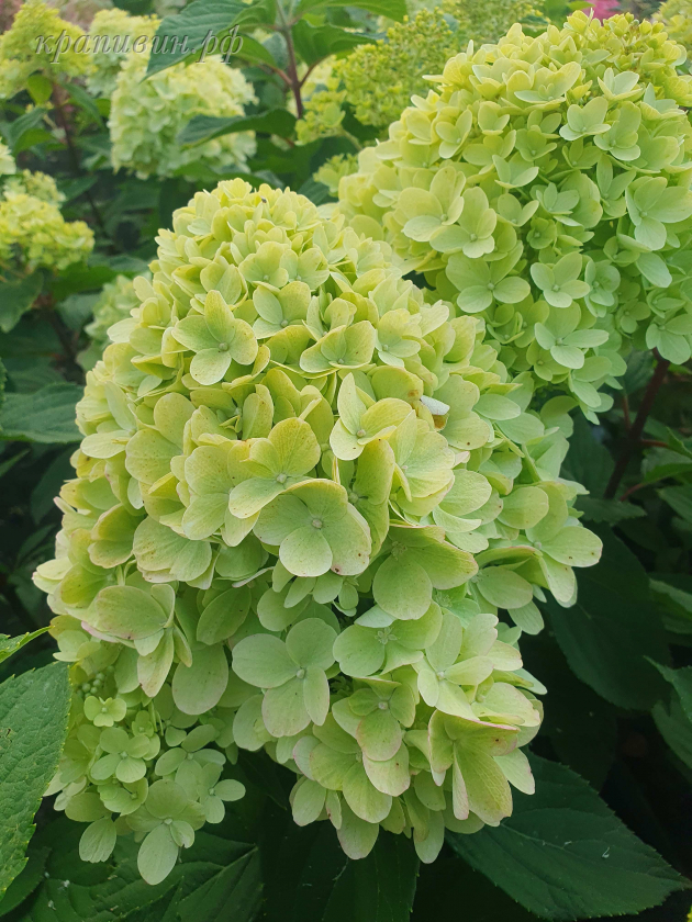 гортензия мохито