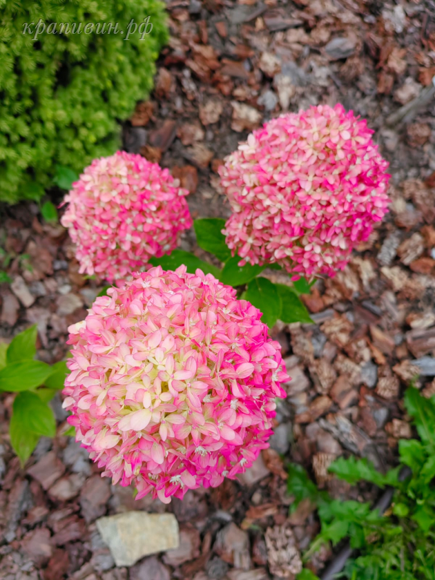 гортензия пиксио