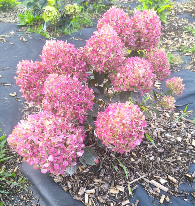 пиксио гортензия