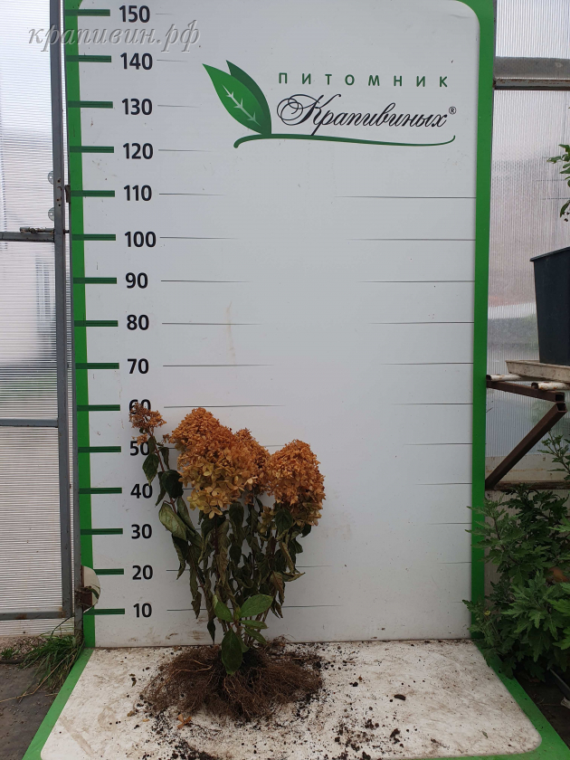 питомник крапивиных