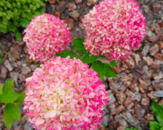 гортензия пиксио