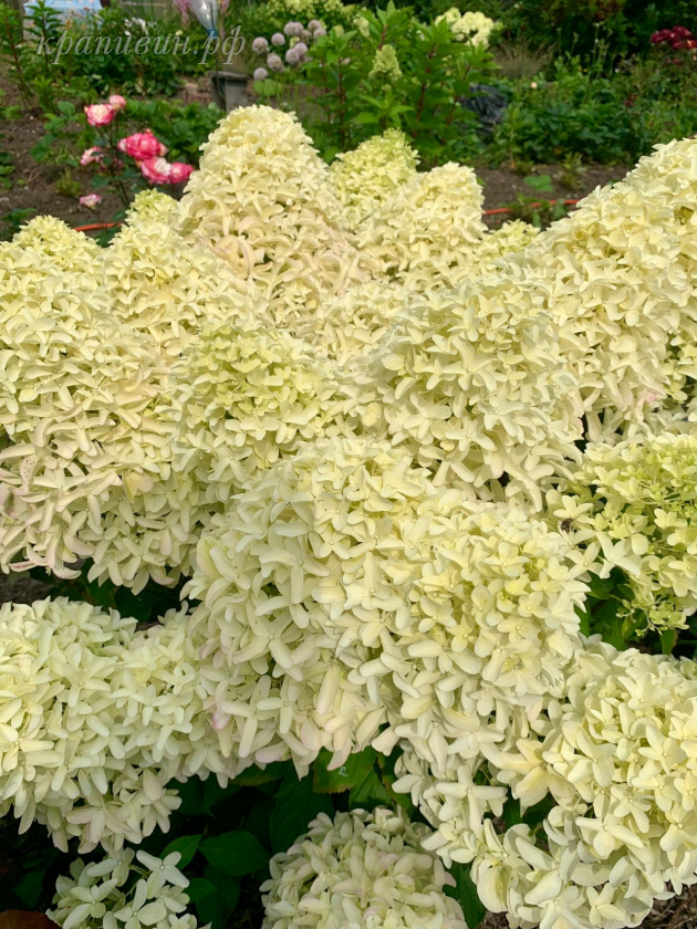 скайфолл гортензия фото