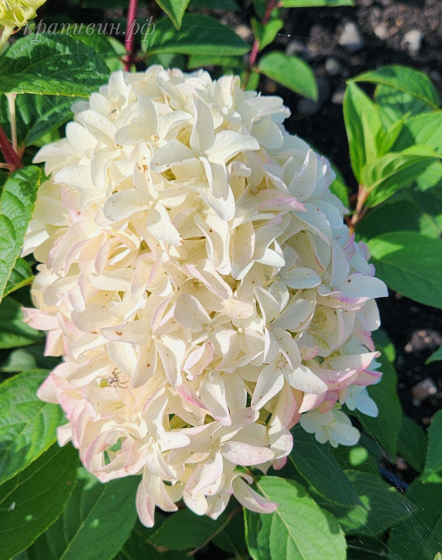 гортензия скайфолл