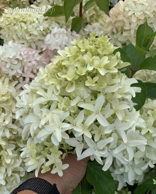 скайфол гортензия