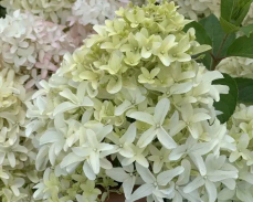 скайфол гортензия