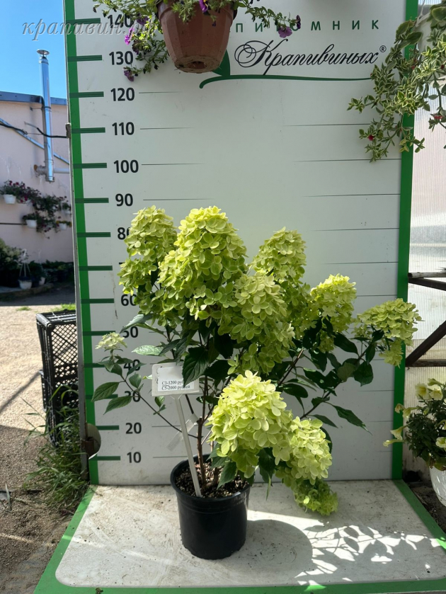 граффити гортензия