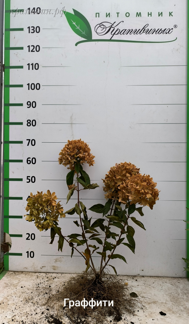 граффити гортензия фото