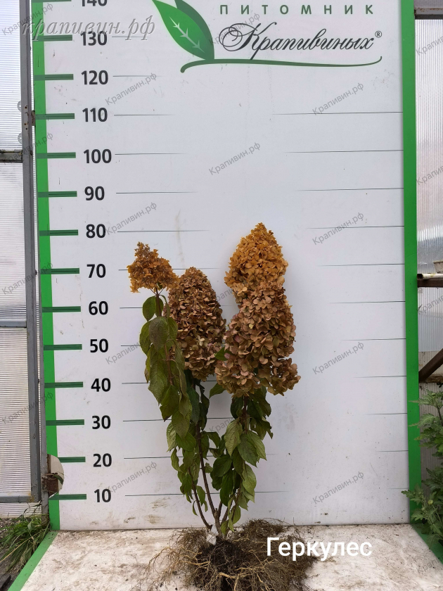геркулес гортензия фото
