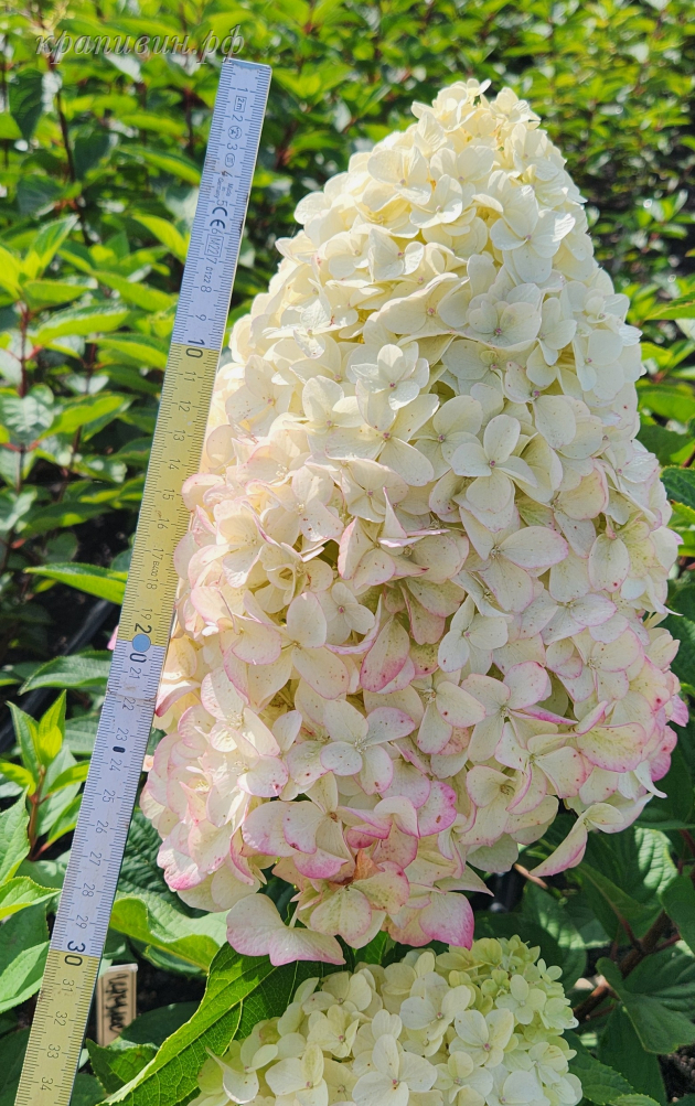 геркулес гортензия фото и описание