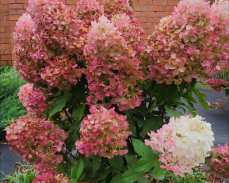 Геркулес гортензия