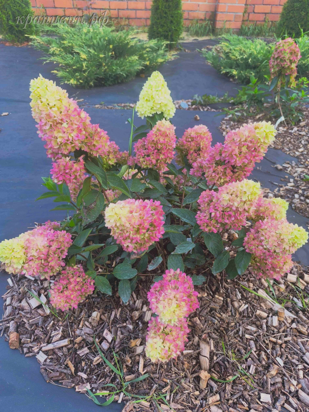 редлайт гортензия