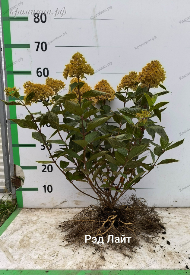 гортензия ред лайт