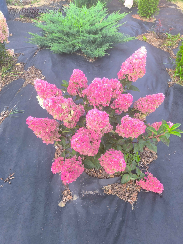 гарденлайт ред лайт