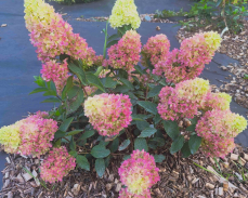 редлайт гортензия