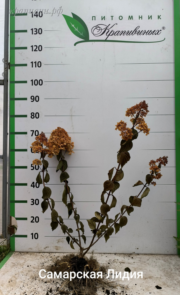 питомник гортензий