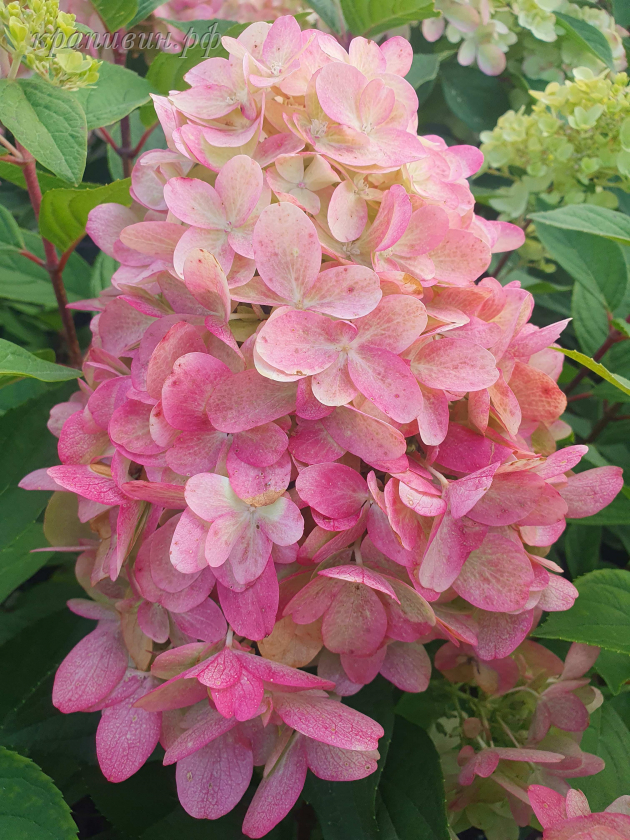 бонфайер гортензия метельчатая описание сорта и фото