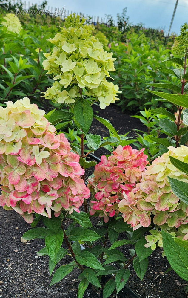 бонфаер гортензия