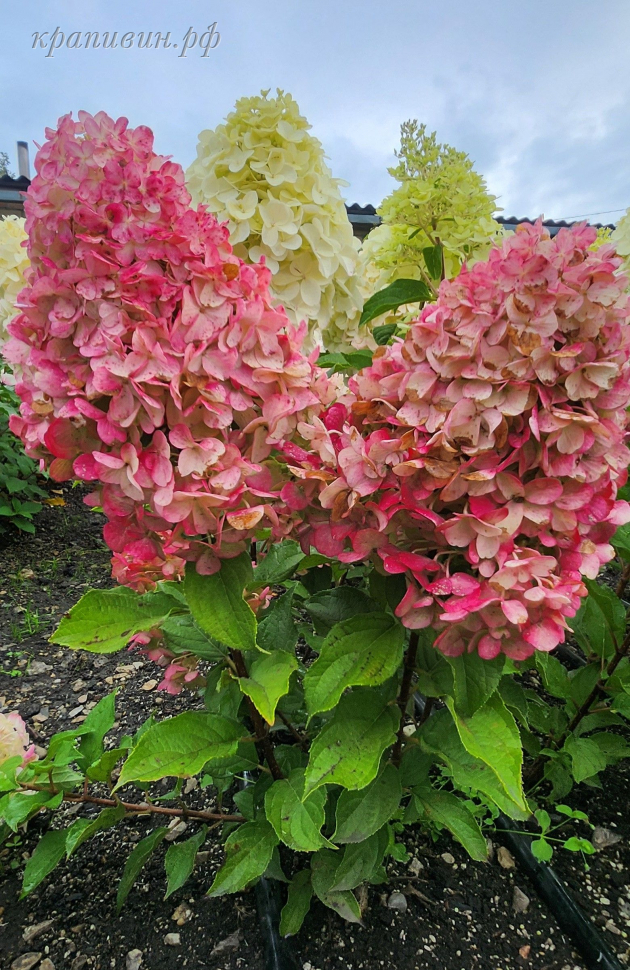 бонфаер гортензия описание