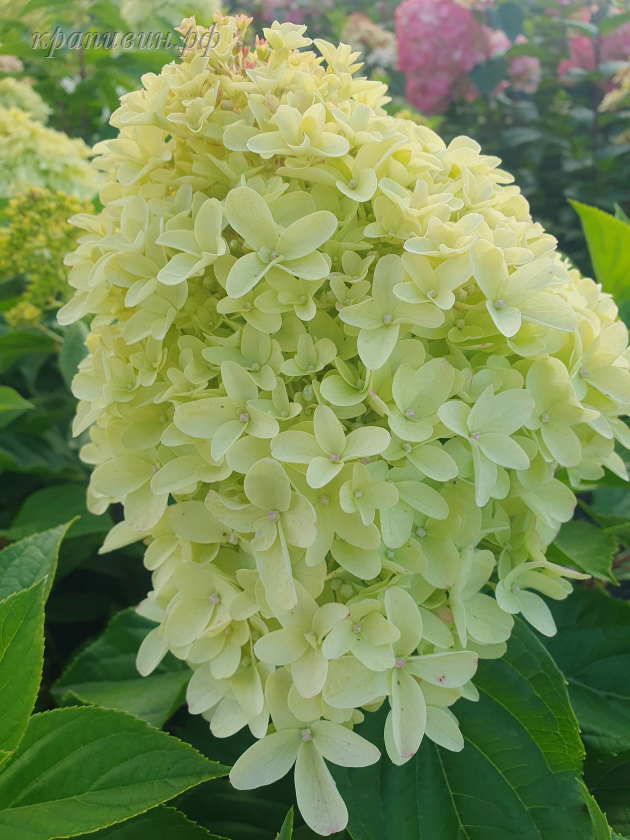 питомник богатенкова