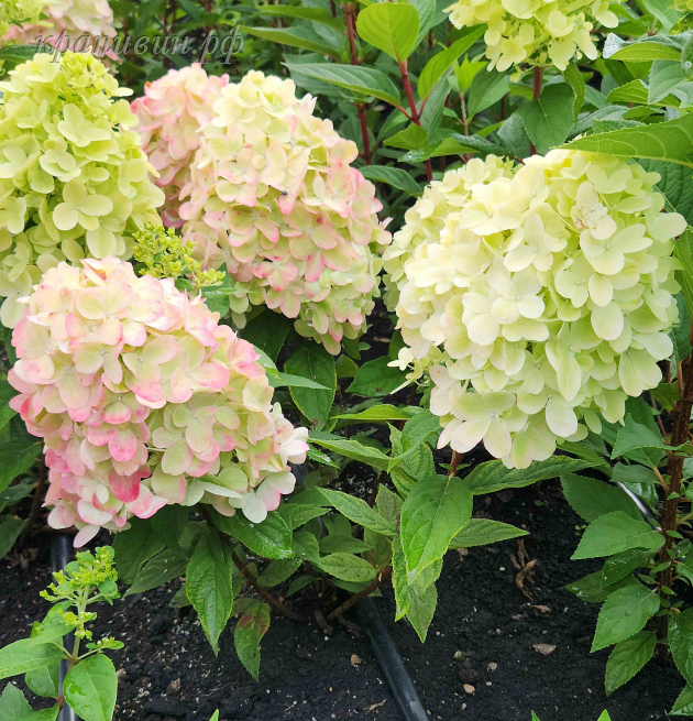 питомник крапивиных